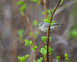 Golden-crowned Kinglet Foraging in Spring