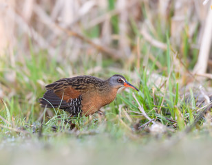 Virginia Rail Foraging on the Pond in Spring, Closeup Portrait