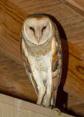 Barn Owl
