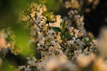 blooming Apple trees in spring