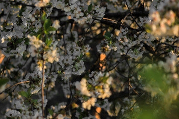 blooming Apple trees in spring