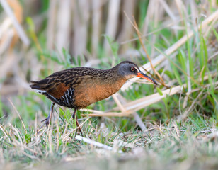 Virginia Rail Foraging on the Pond in Spring, Closeup Portrait