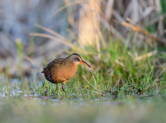 Virginia Rail Foraging on the Pond in Spring 