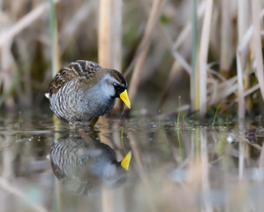 Sora Rail or Sora Crake with Reflection Foraging on the Pond in Spring, Closeup Portrait