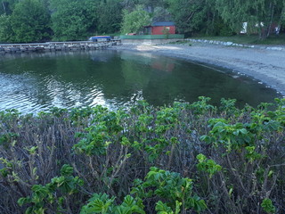 Landscape with the reflection of trees in the sea - Lysaker 