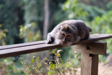 Bali Monkeys at monkey forest