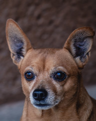 Perro Chihuahua observando al horizonte