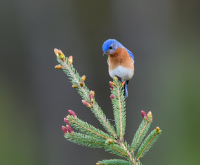 Male Eastern Bluebird Perched on Spruce Tree Branch in Spring on Green Background
