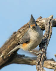 Tufted Titmouse