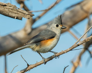 Tufted Titmouse