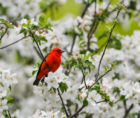 Male Scarlet Tanager Perched in  Blooming Apple Tree in Spring  