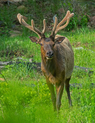 Bull Elk in velvet