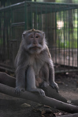 Bali Monkeys at monkey forest