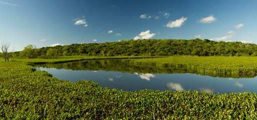 Pre Delta National Park Panorama landscape view. Exotic aquatic plants, green lily pads, Eichornia azurea, in the lake with a sky and clouds reflection in water. 
