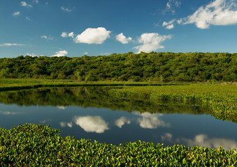 Pre Delta National Park wild Flora. Symmetry. Sky and clouds reflection in water. View of exotic lily pads in the forest lake, with a beautiful leafage. 