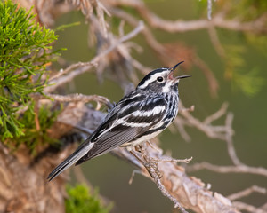 Black and White Warbler