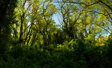 Panorama view of an enchanting  green forest foliage and leafage with a beautiful sunlight, Pre Delta National Park