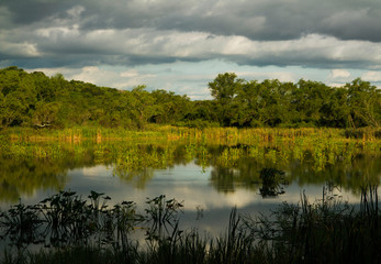 Fototapeta na wymiar Pre Delta National Park wetland landscape. Flora and wildlife. Lake with exotic aquatic plants in the tropical forest. The green foliage and sky reflects in the water.