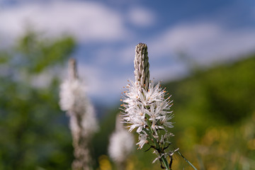 White wildflower Asphodelus albus in the Pyrenees mountain