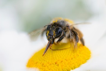 bee on chamomile flower