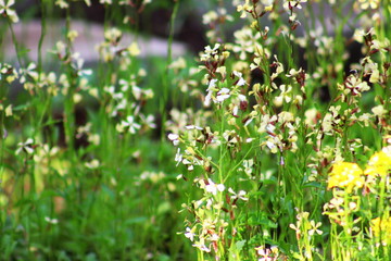 Arugula plant in the flowering stage close-up, selective focus.