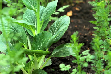 Young cabbage with wide lettuce leaves close-up, selective focus.