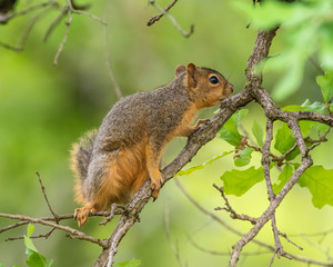 Naklejka na ściany i meble Fox Squirrel in a tree
