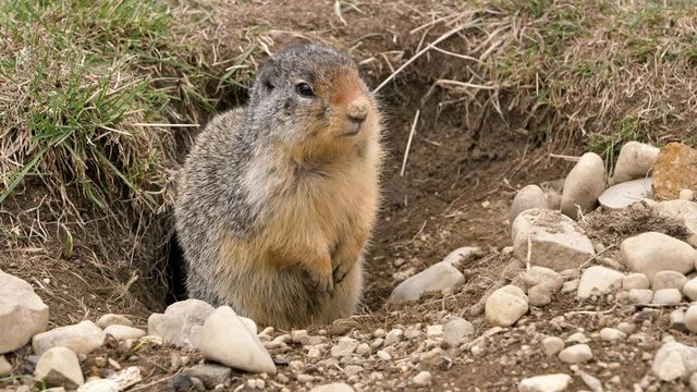 A Columbian ground squirrel (Urocitellus columbianus) in E. C. Manning park, British Columbia, Canada looking out of the entrance of its burrow after a long winter hibernation