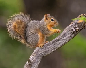 Acrylic prints Squirrel Fox Squirrel in a  tree
