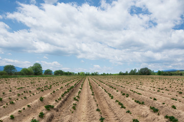Fototapeta na wymiar Rows of potato field in the outskirts of Alino Village, Bulgaria; plowed agriculture field