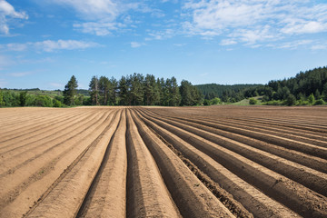 Plowed field ready for planting potatoes in the outskirts of Alino Village, Bulgaria; plowed agriculture field