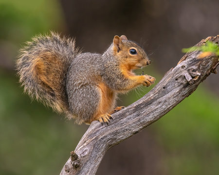 Fox Squirrel in a  tree