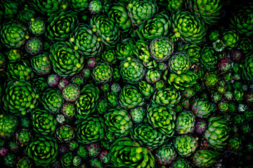 Many small succulent succulents Sempervivum arachnoideum. Natural red-green background.