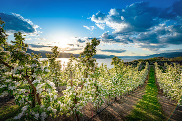 Orchard in bloom overlooking the Okanagan's own Okanagan Lake.