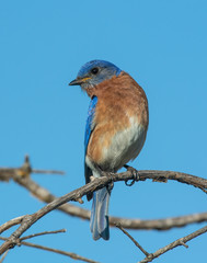 Male Eastern Bluebird