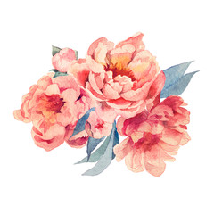 pink peonies