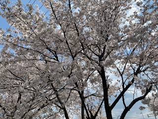 almond tree blossom