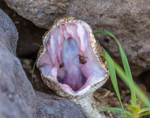 Western Diamondback Rattlesnake hiding in the rocks