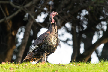 Wild Turkey