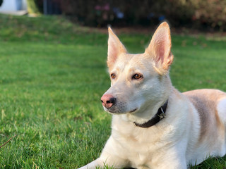 Naklejka na ściany i meble Dog with a pink nose on grass (German shepherd husky mixed). 