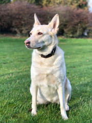 Obraz premium Dog with a pink nose outdoors sitting on the grass(mixed German shepherd and husky). 