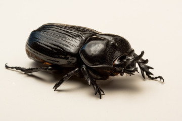 Triceratops Beetle (Phileurus truncatus), female