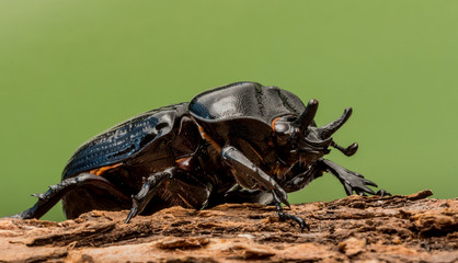 Triceratops Beetle (Phileurus truncatus), female