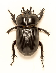 Triceratops Beetle (Phileurus truncatus), female