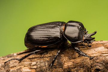 Triceratops Beetle (Phileurus truncatus), female © RICHARD
