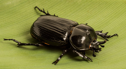 Triceratops Beetle (Phileurus truncatus), female