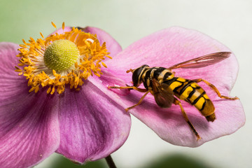 Syrphid (Hover) fly on Windflower (Anemone hupehensis)