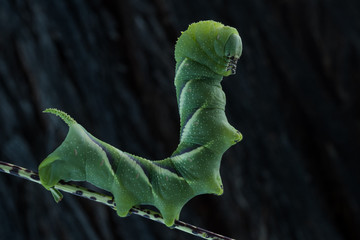 Rustic Sphinx Moth (Manduca rustica) Caterpillar