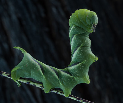 Rustic Sphinx Moth (Manduca rustica) Caterpillar
