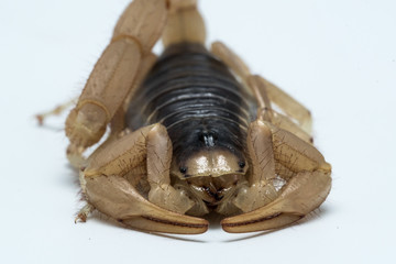 Desert Hairy Scorpion (Hadrurus arizonensis)